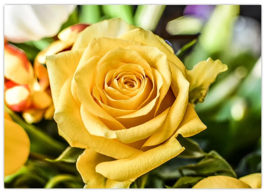 Tablou cu trandafir (70x50 cm)