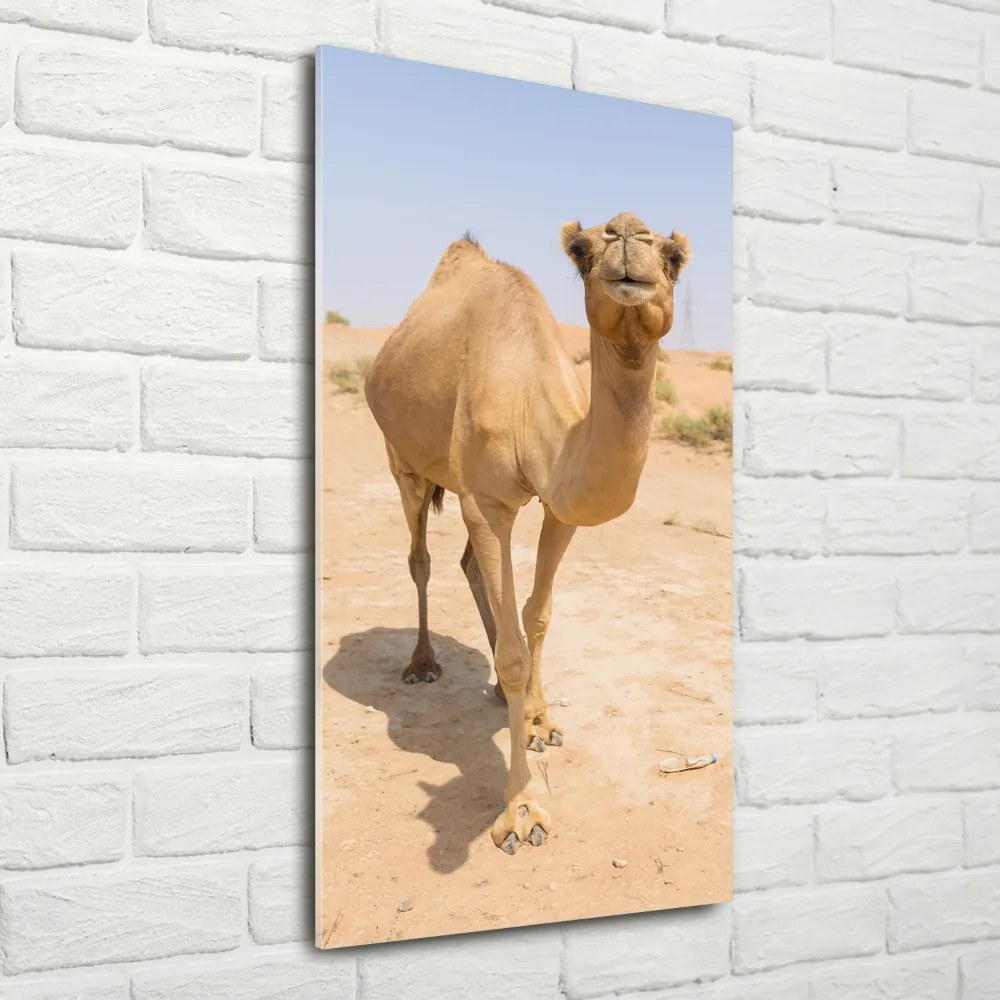 Fotografie imprimată pe sticlă Camel în deșert