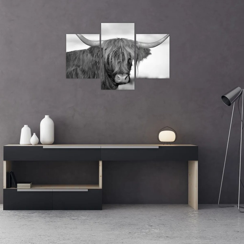 Tablou - Vacă scoțiană 2,alb-negru (90x60 cm)