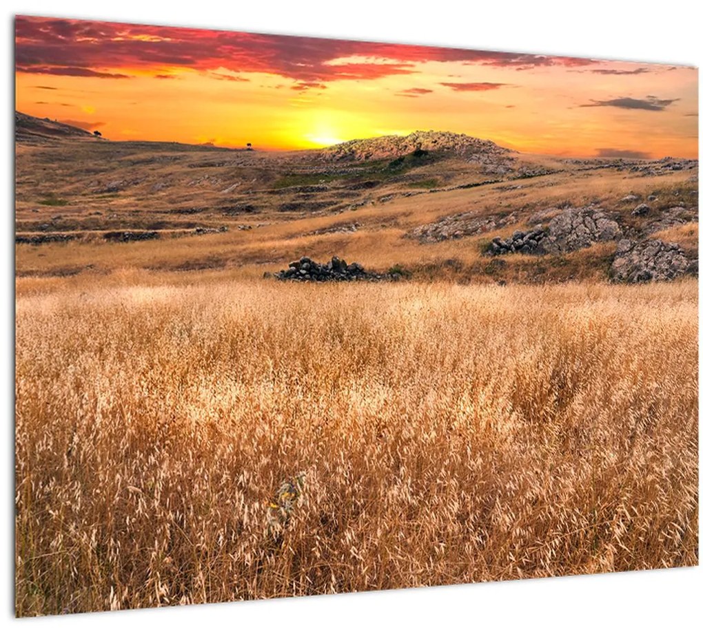 Tablou cu câmp (70x50 cm)