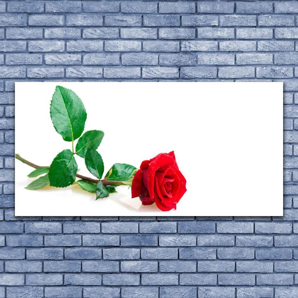 Tablou pe sticla Rose Floral Red