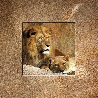 Falc Tablou pe pânză - Lion, 30x30 cm