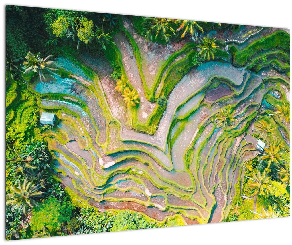 Tablou cu lanuri de orez din privire de sus (90x60 cm)