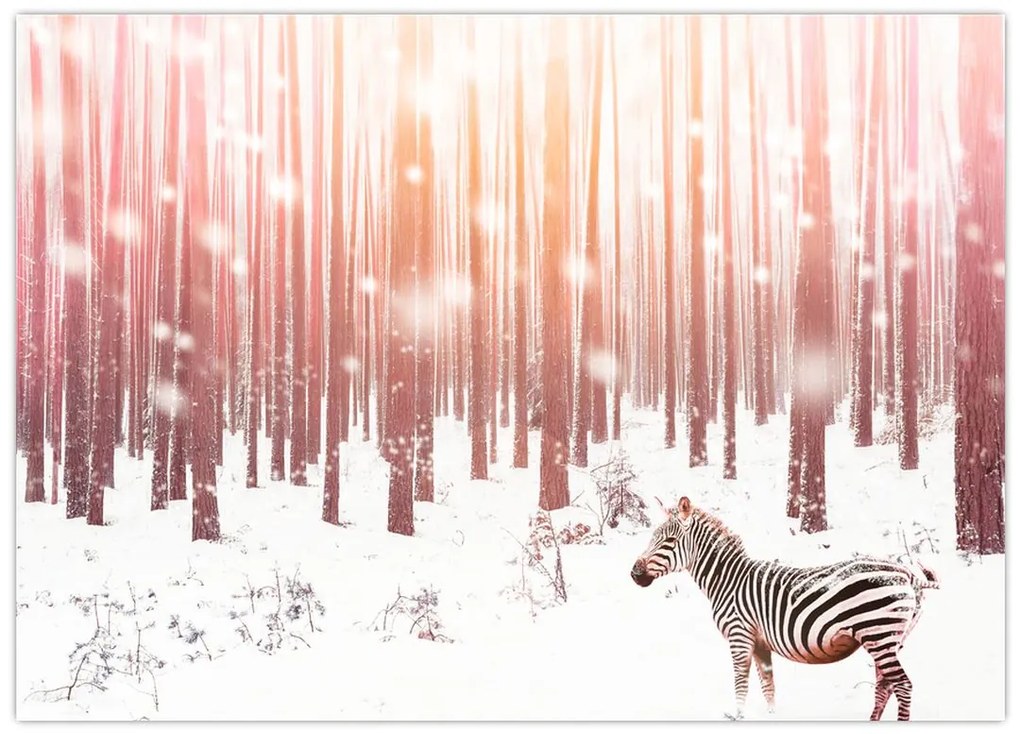 Tablou pe sticlă - Zebra în pădurea înzăpezită (70x50 cm)
