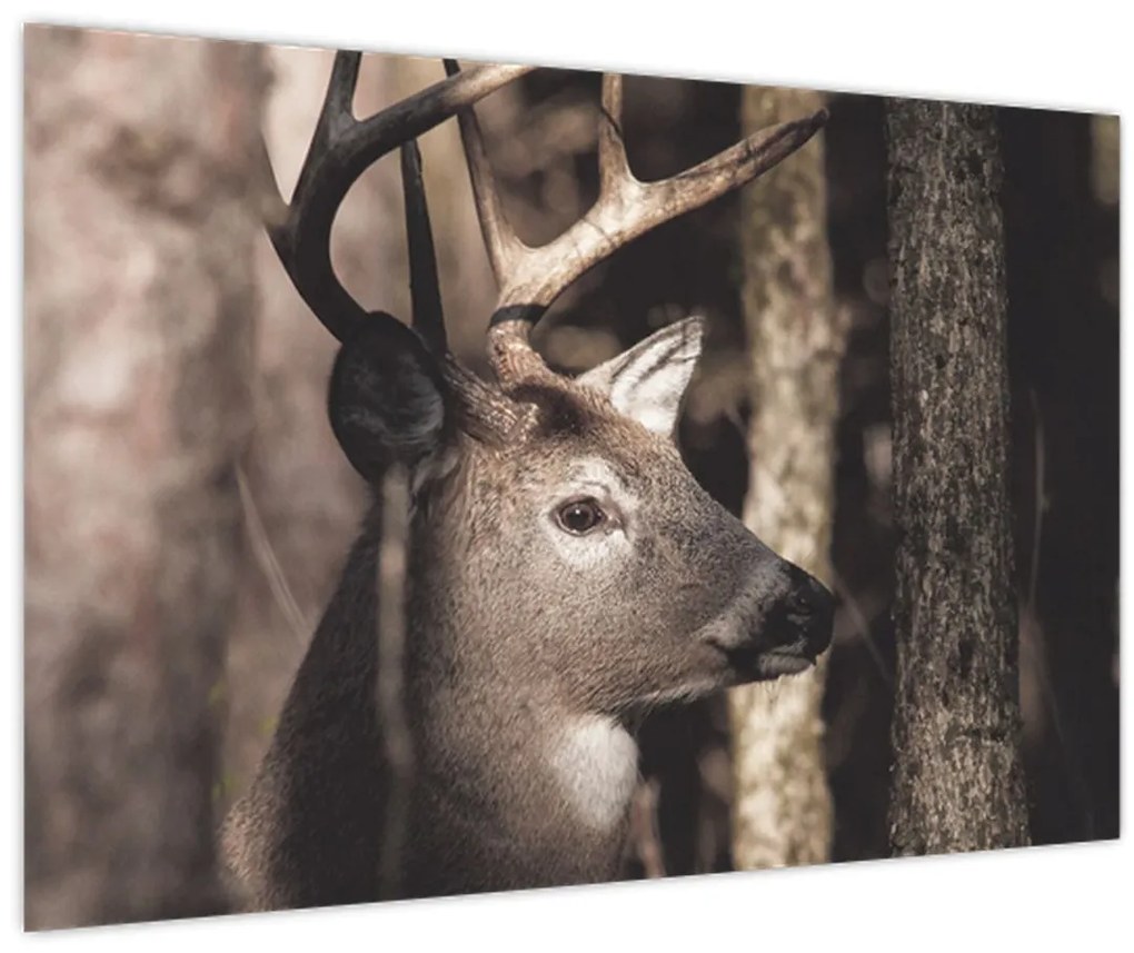 Tablou - Cerb în pădure (90x60 cm)