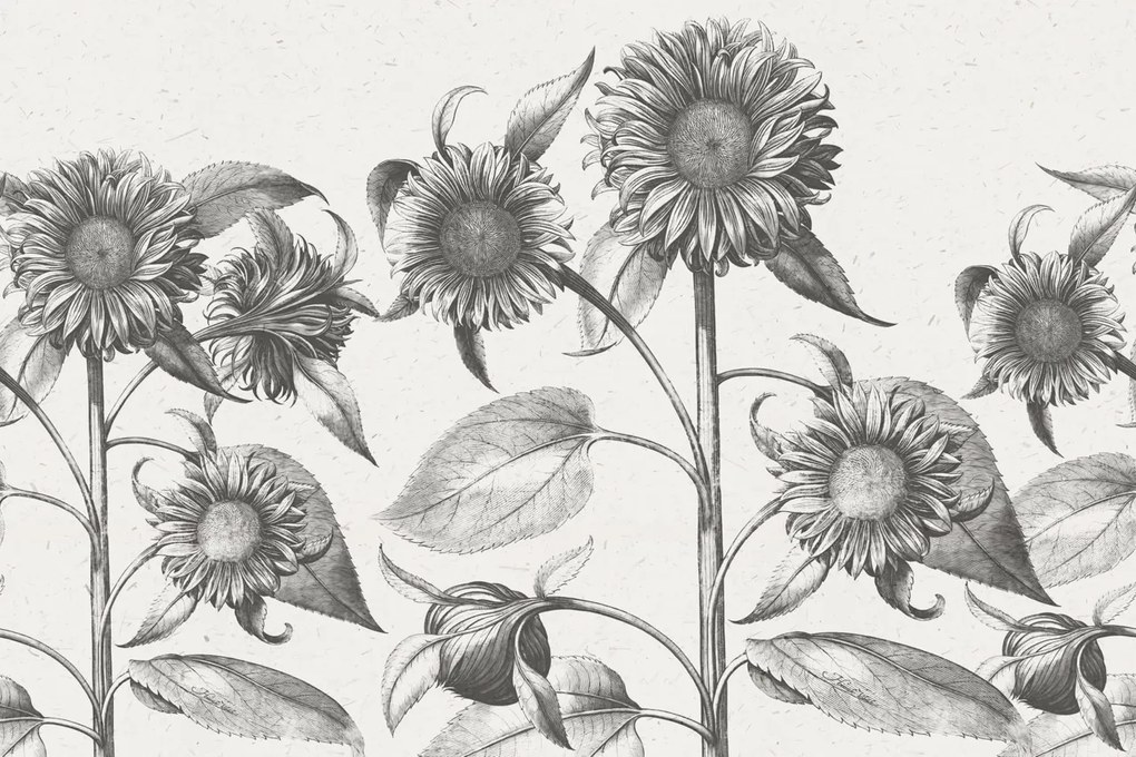 Fototapet, Sunflower, Beige, Rebel Walls