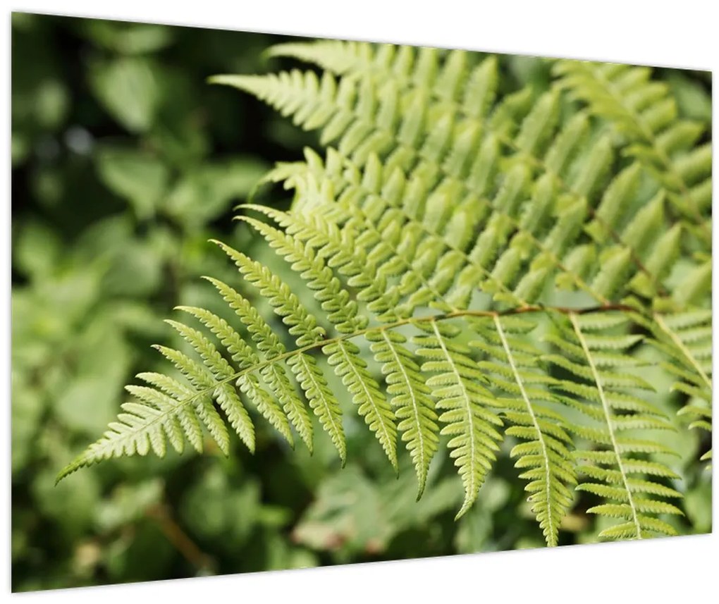 Tablou - Frunză de ferigă (90x60 cm)