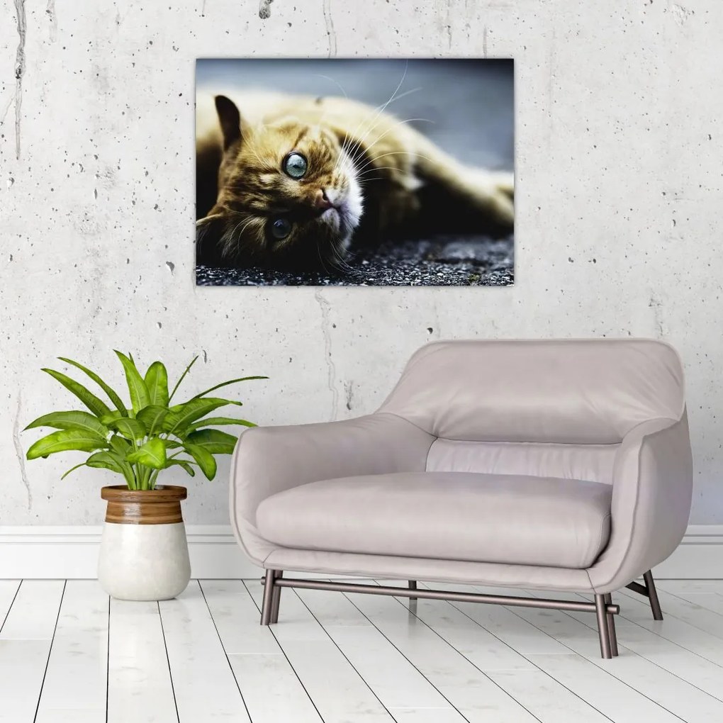 Tablou cu pisica (70x50 cm)