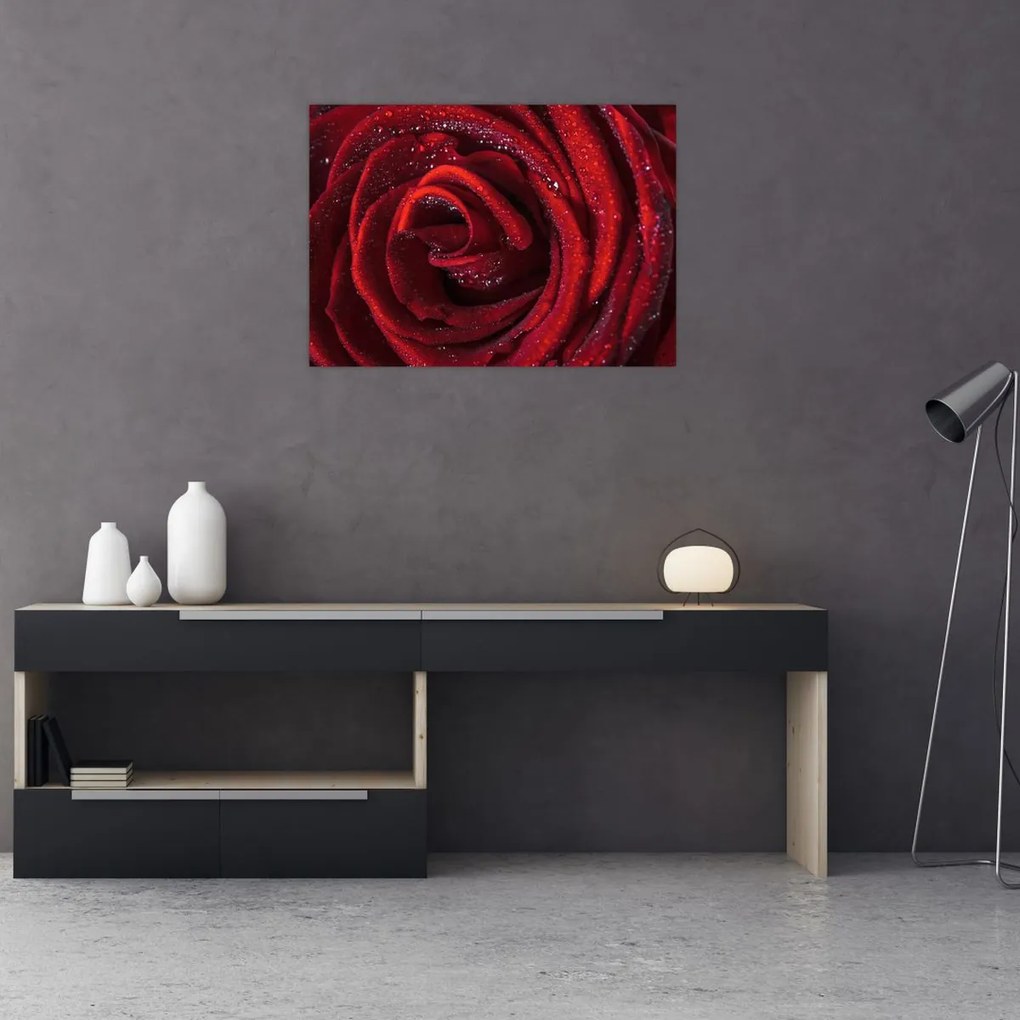 Tablou pe sticlă - Trandafir roșu cu picături de rouă (70x50 cm)