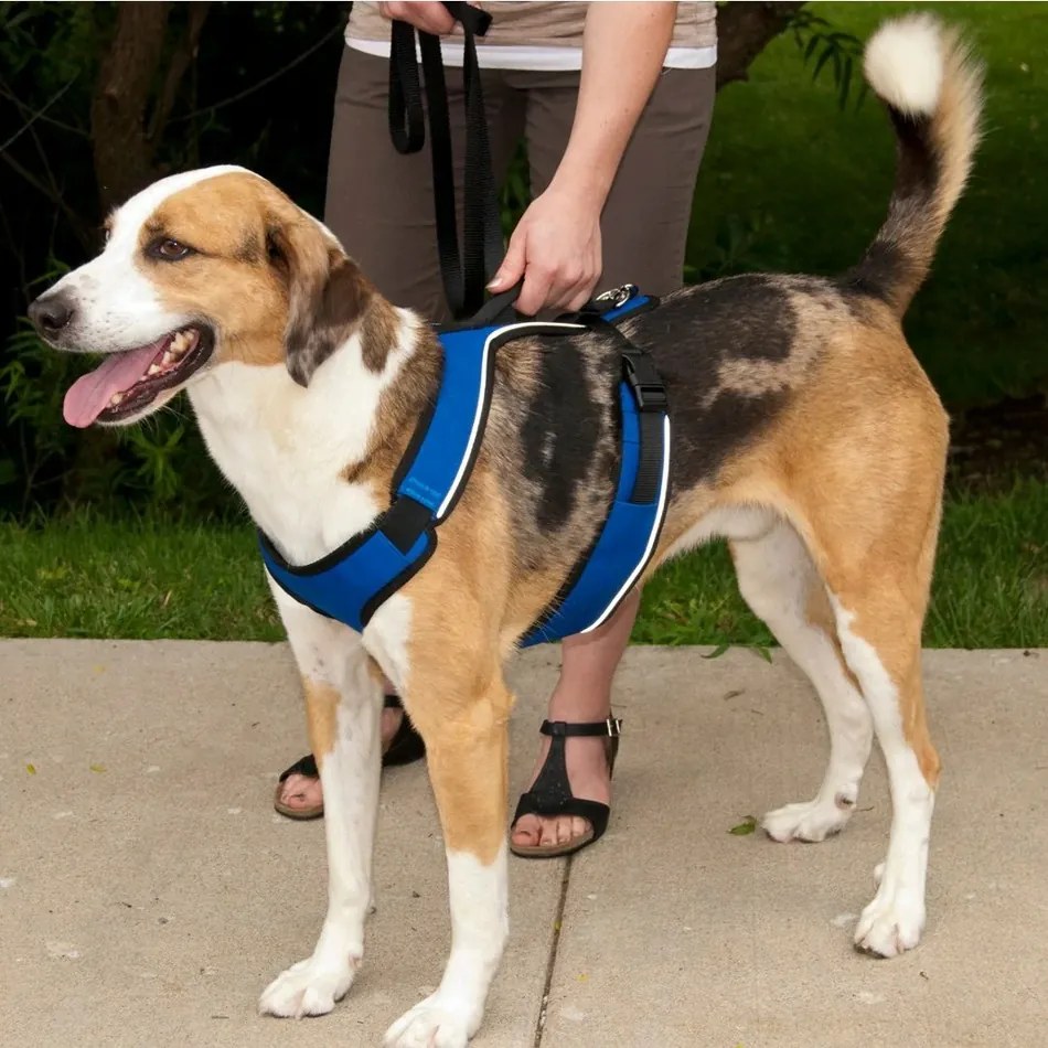 PetSafe Harness EasySport albastru M