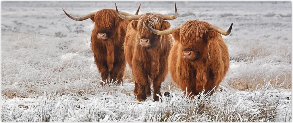 Tablou - Vaci scoțiene (120x50 cm)