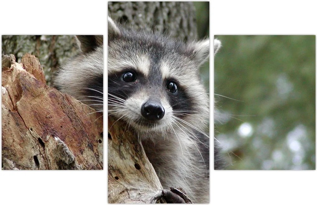 Tablou - Raton (90x60 cm)