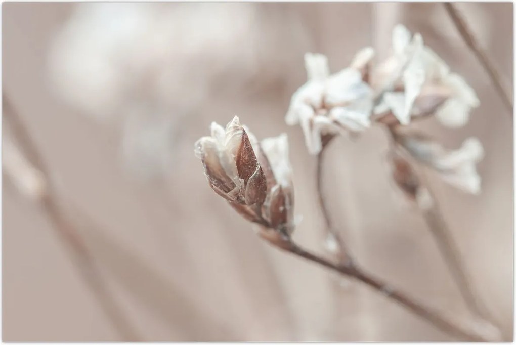 Tablou - Detaliu ramură (90x60 cm)