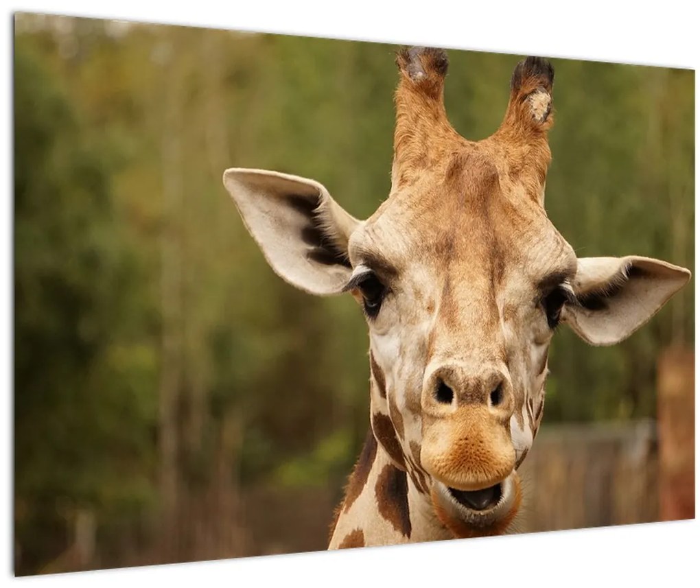 Tablou girafe (90x60 cm)