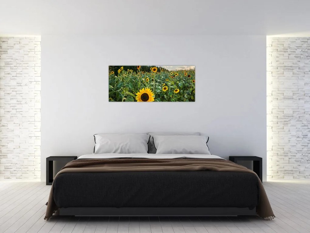 Tablou - Câmpul de floarea-soarelui II. (120x50 cm)