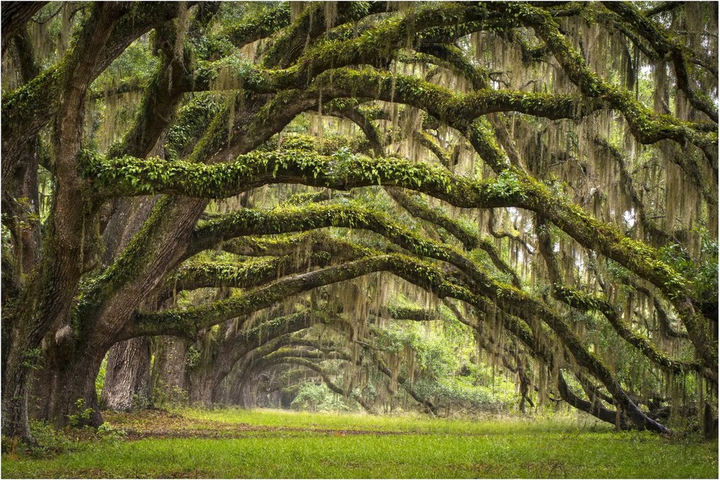 Tablou - Oaks Avenue, Charleston, Carolina de Sud, SUA (90x60 cm)
