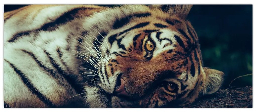 Tablou - Tigrul Siberian (120x50 cm)