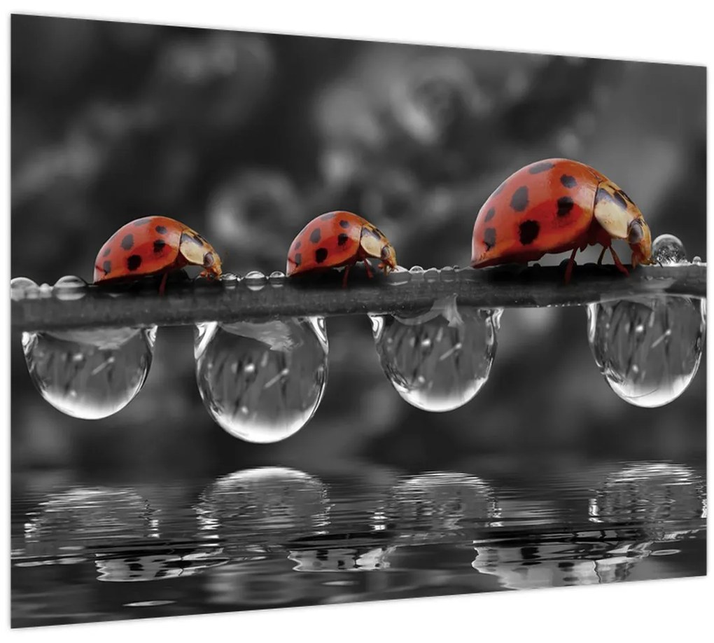 Tablou - Floarea-soarelui, alb și negru (70x50 cm)