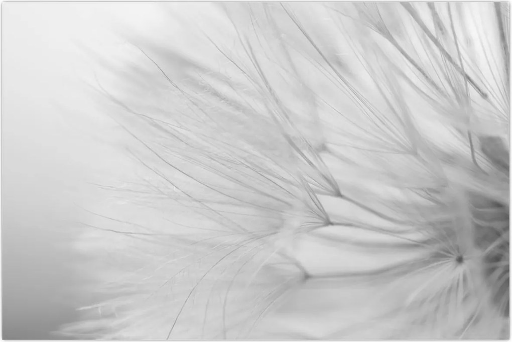 Tablou - Dandelion (90x60 cm)