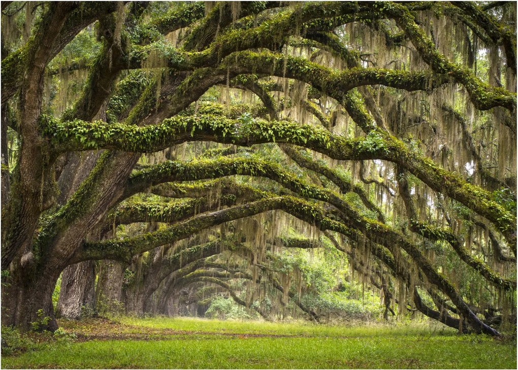 Tablou - Oaks Avenue, Charleston, Carolina de Sud, SUA (70x50 cm)