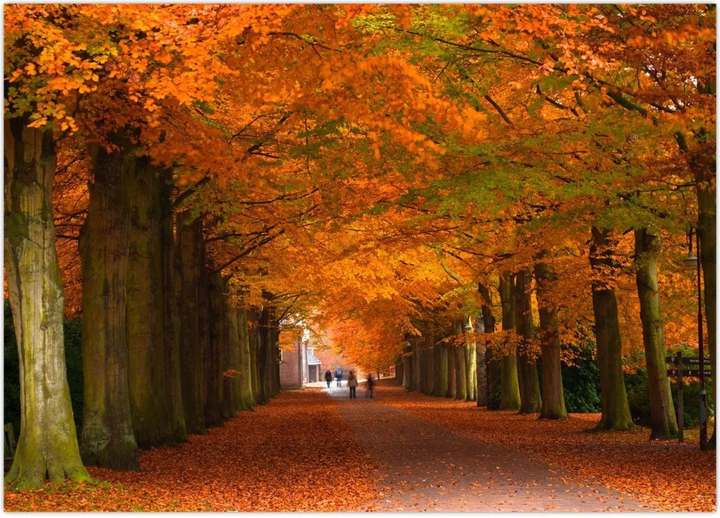 Tablou - Bulevardul de copaci în toamnă (70x50 cm)