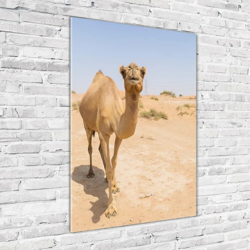 Fotografie imprimată pe sticlă Camel în deșert