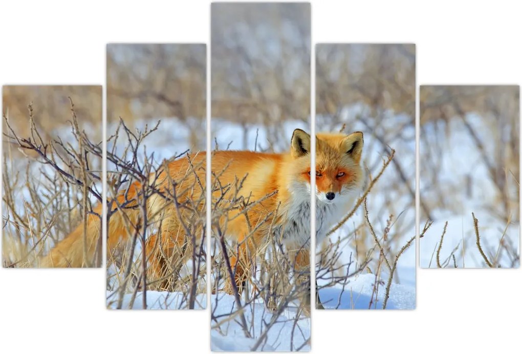 Tablou - Vulpe (150x105 cm)