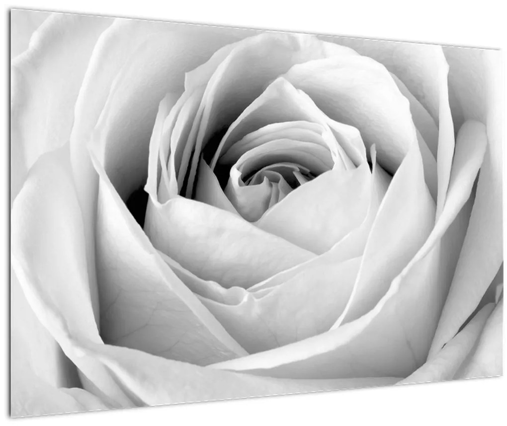 Tablou - Detailu de floare de trandafir (90x60 cm)