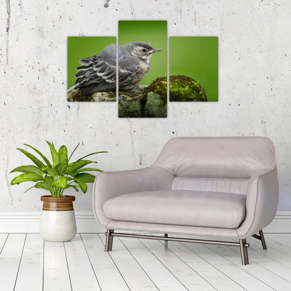 Tablou - Muscarul (90x60 cm)