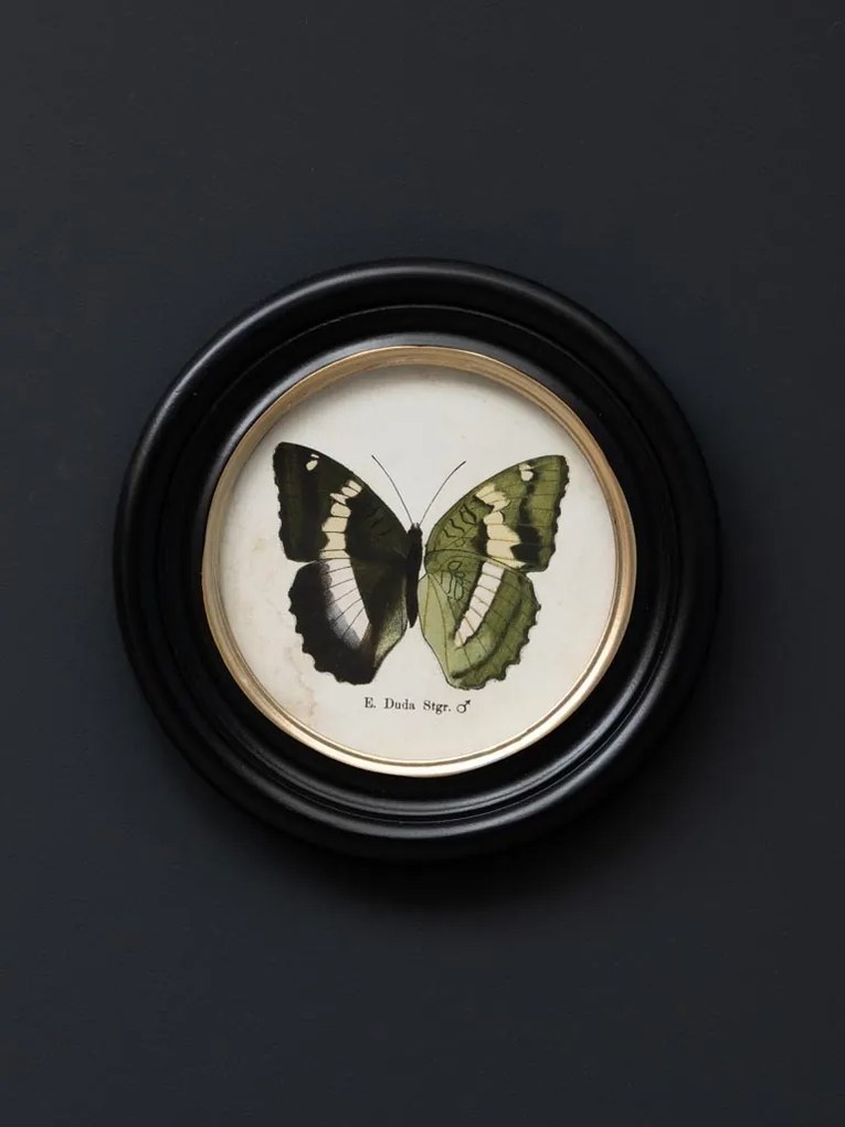 Set 4 tablouri cu fluturi, cu rama din lemn de pin, Butterfly
