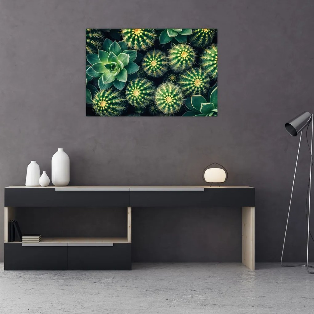 Tablou - Cactuși (90x60 cm)