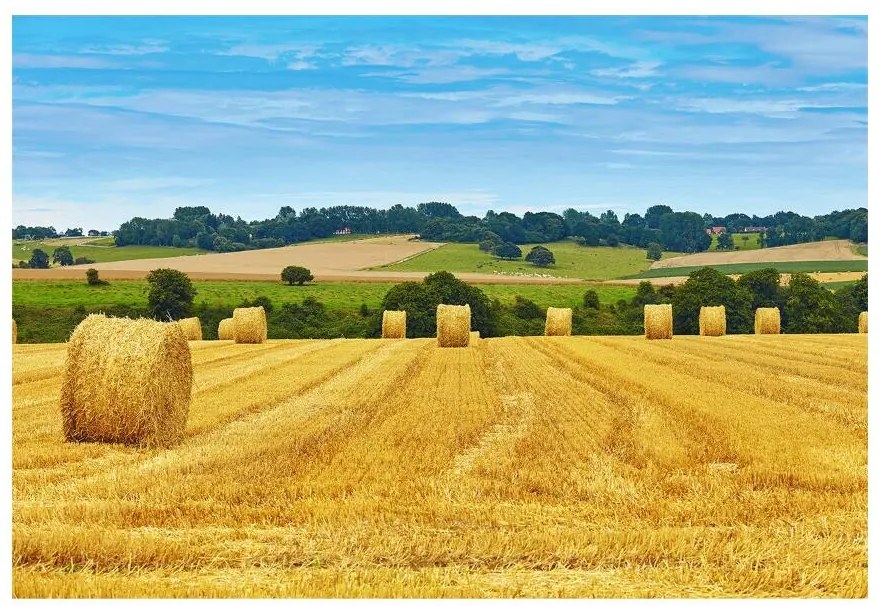 Fototapet Baloturi de fân