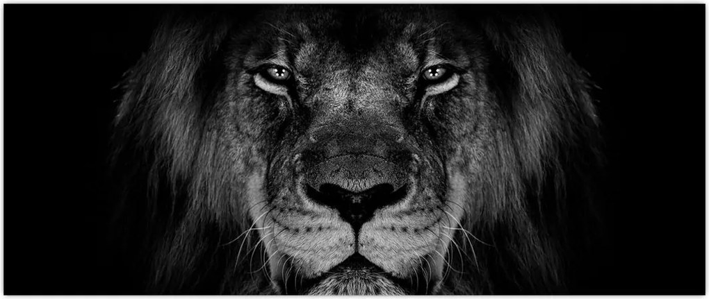 Tablou - Leu majestic (120x50 cm)