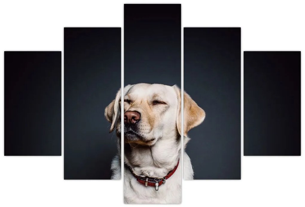 Tablou cu labrador (150x105 cm)