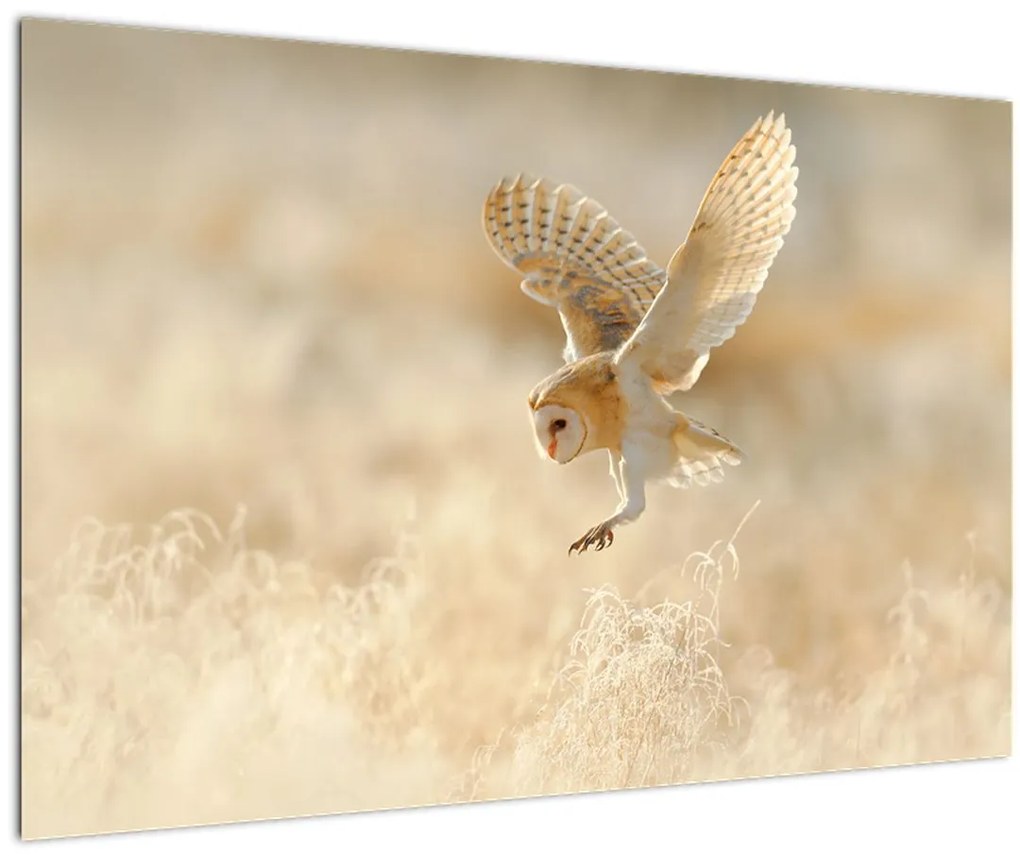 Tablou - Bufnița roșie (90x60 cm)