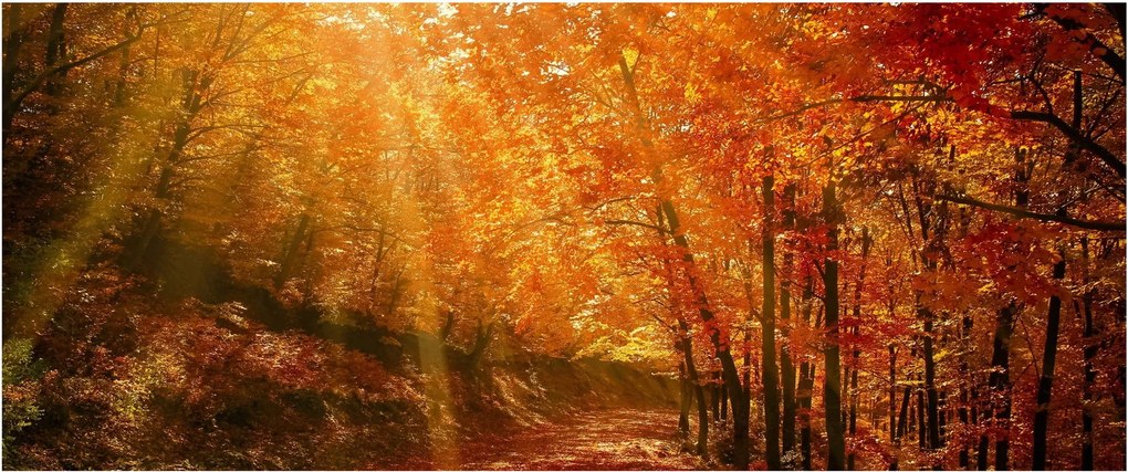 Tablou cu pădurea în toamnă (120x50 cm)