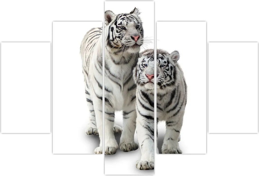 Tablou - Tigrul alb (150x105 cm)