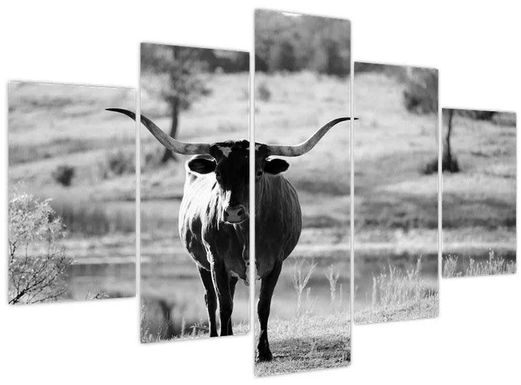 Tablou - Vacă,alb-negru (150x105 cm)