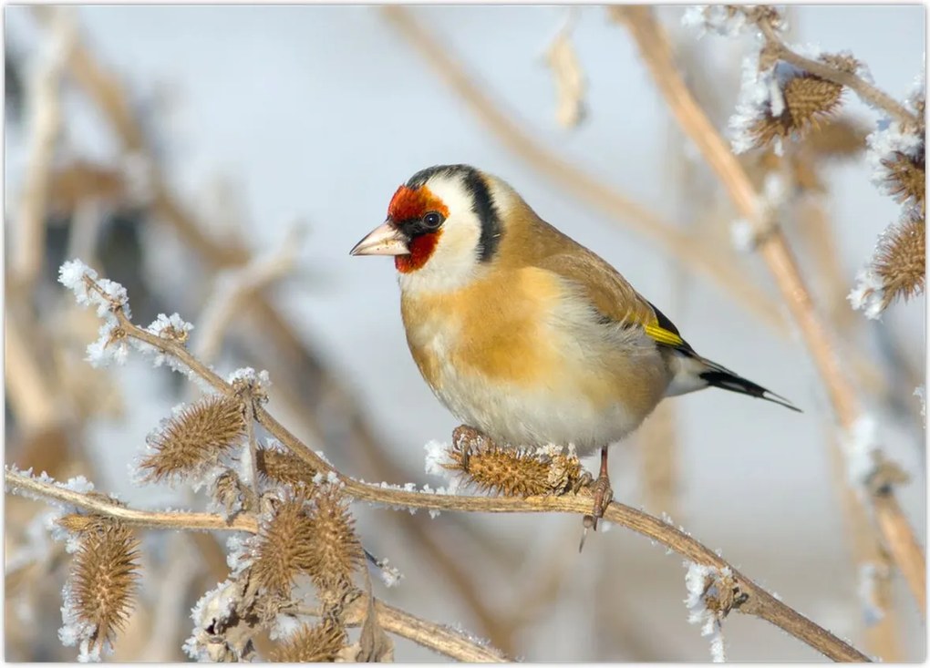 Tablou - Ciredeaua (70x50 cm)