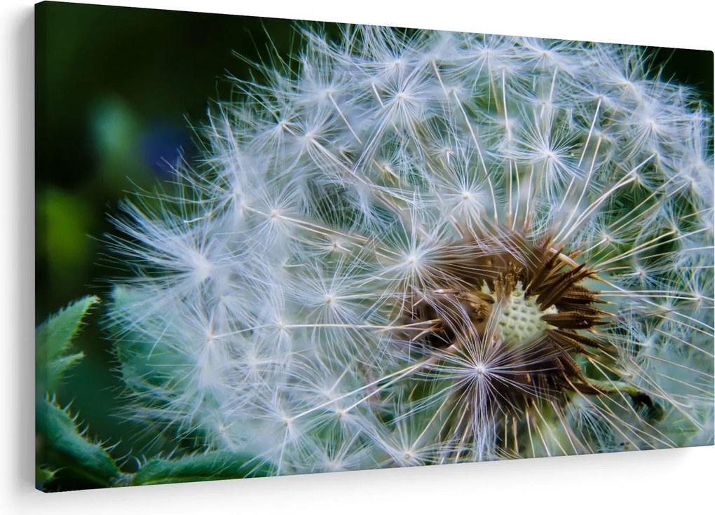 Tabloul cu păpădie desflorit (90x60 cm)