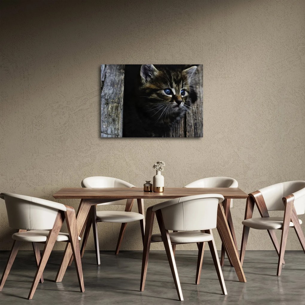 Tablou cu pisicuța (70x50 cm)