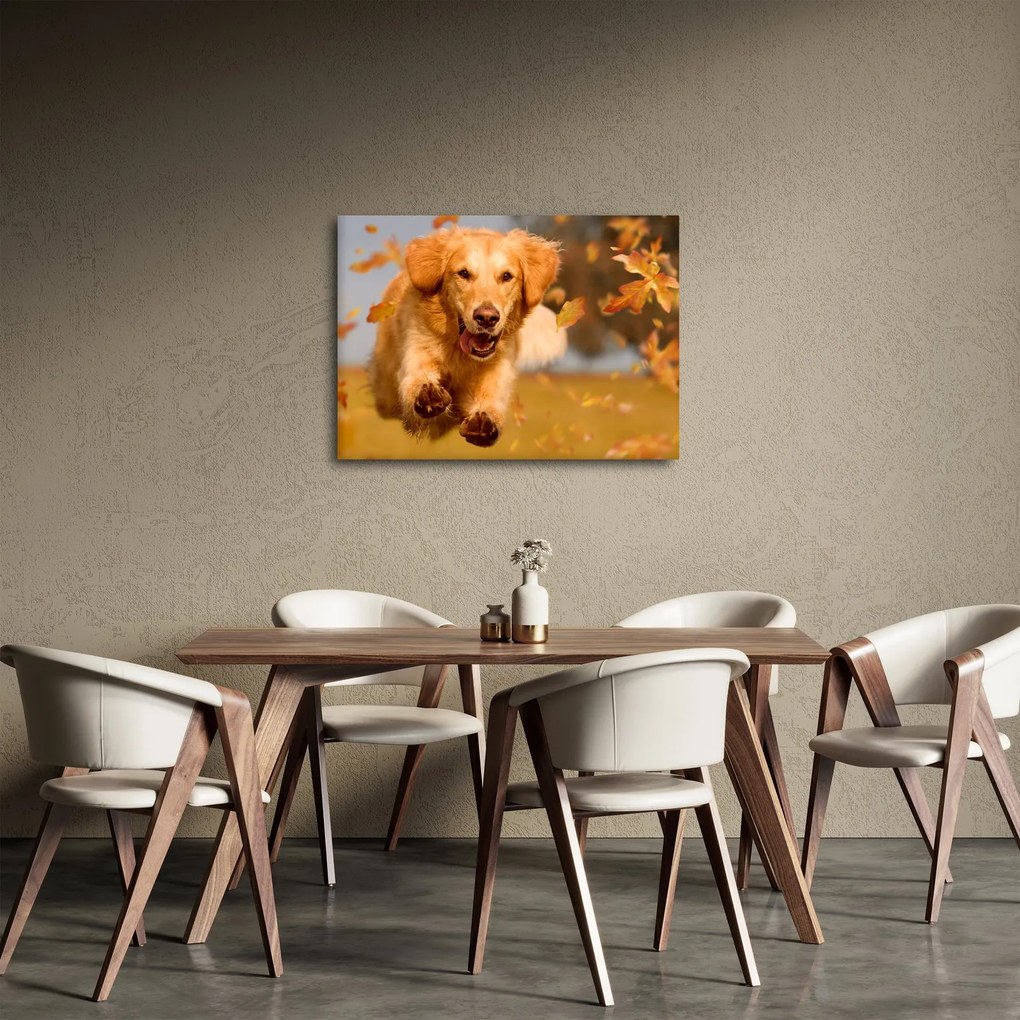 Tablou - Golden Retriever (70x50 cm)