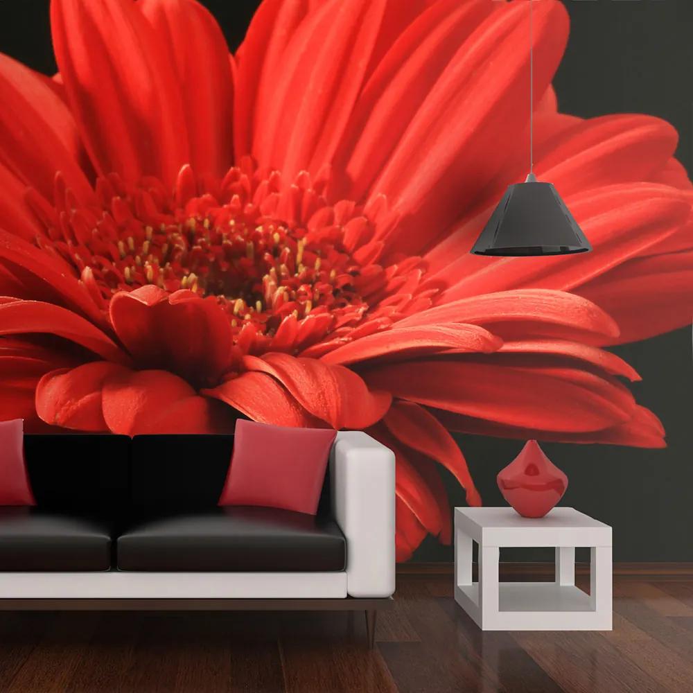 Fototapet Bimago - Red gerbera flower + Adeziv gratuit 200x154 cm