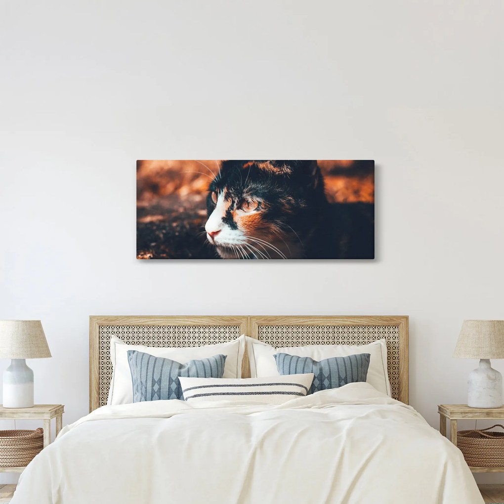 Tablou - Privirea pisicii (120x50 cm)