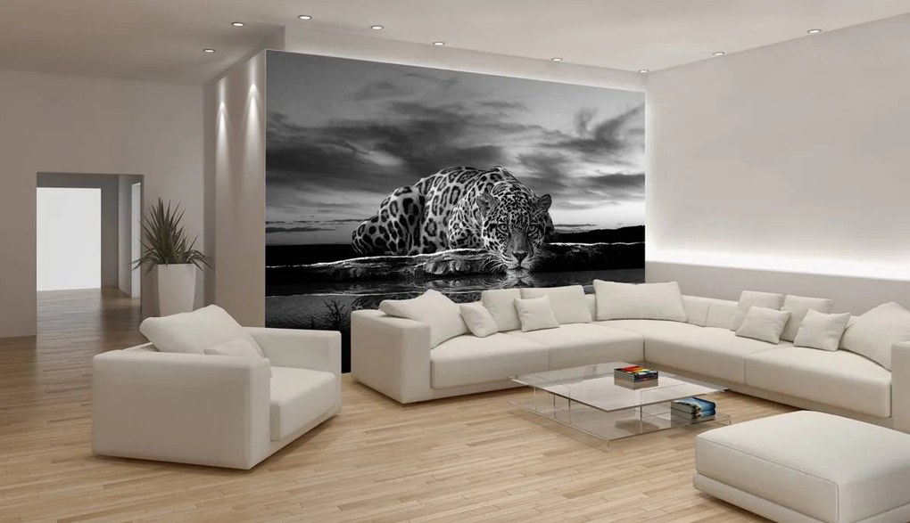 Fototapet - Jaguar târâtor în alb și negru (254x184 cm)