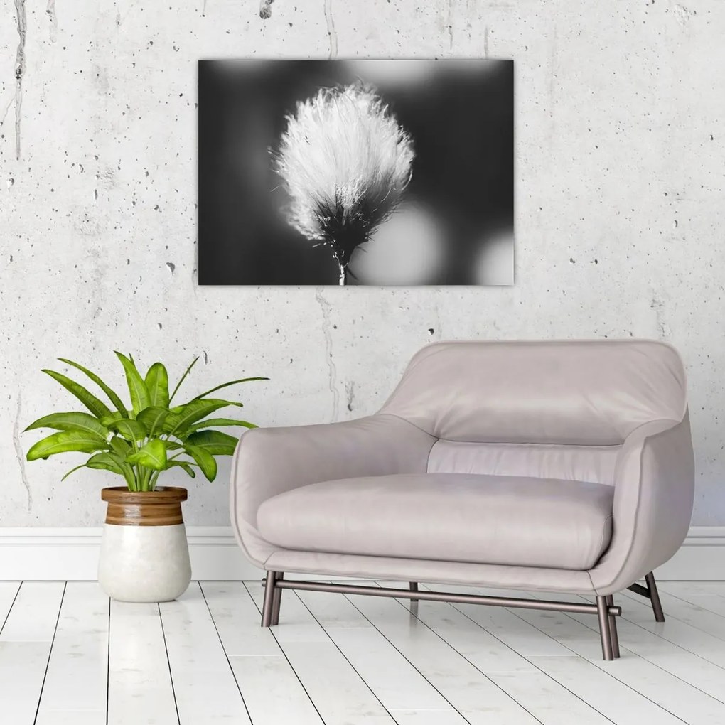 Tablou pe sticlă - Coțofană neagră și albă (70x50 cm)