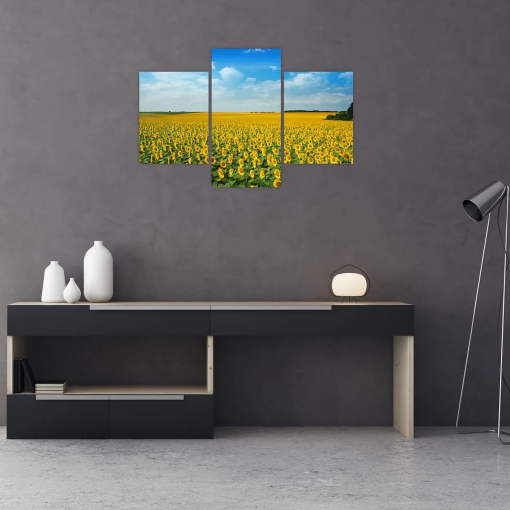 Tablou - câmp cu floarea soarelui (90x60 cm)