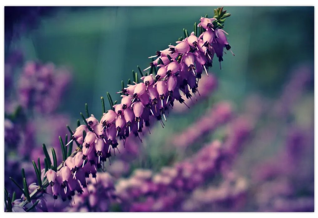 Tablou cu lavanda (90x60 cm)