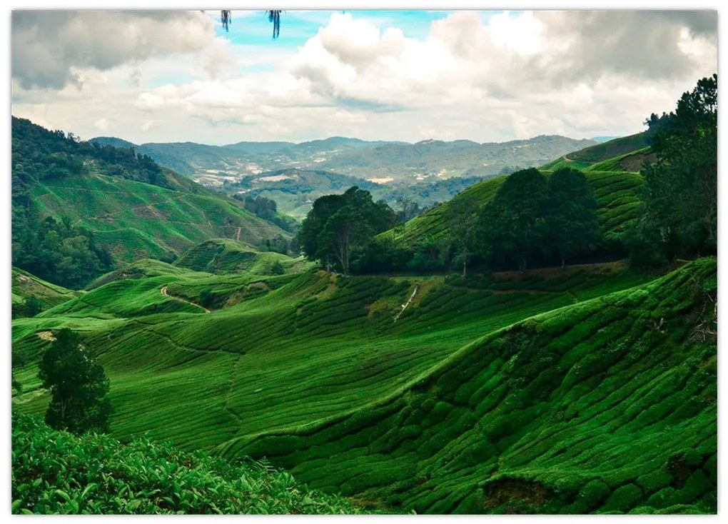 Tablou pe sticlă Plantații de ceai - Malaezia (70x50 cm)