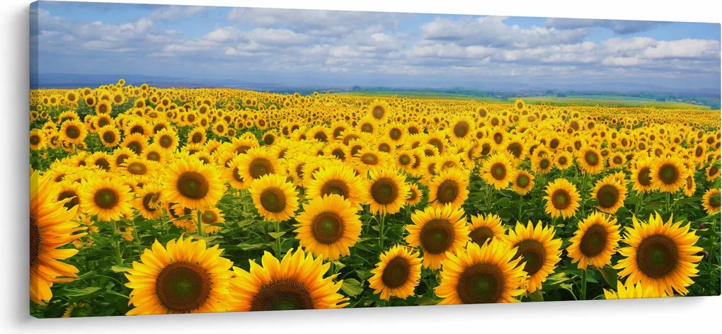 Tablou cu lan de floarea soarelui (120x50 cm)